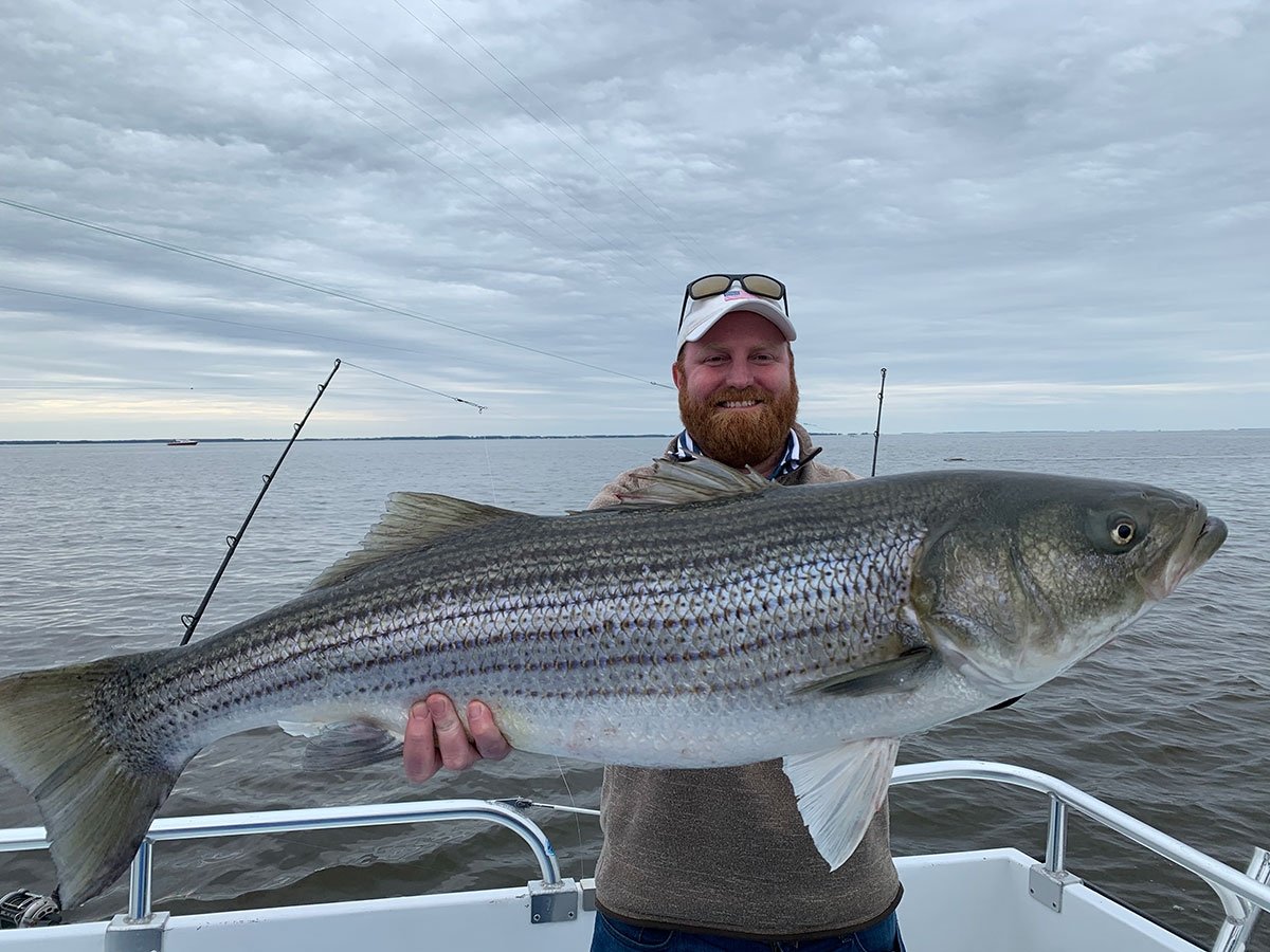 Chesapeake Fall Striper Fishing Heating Up